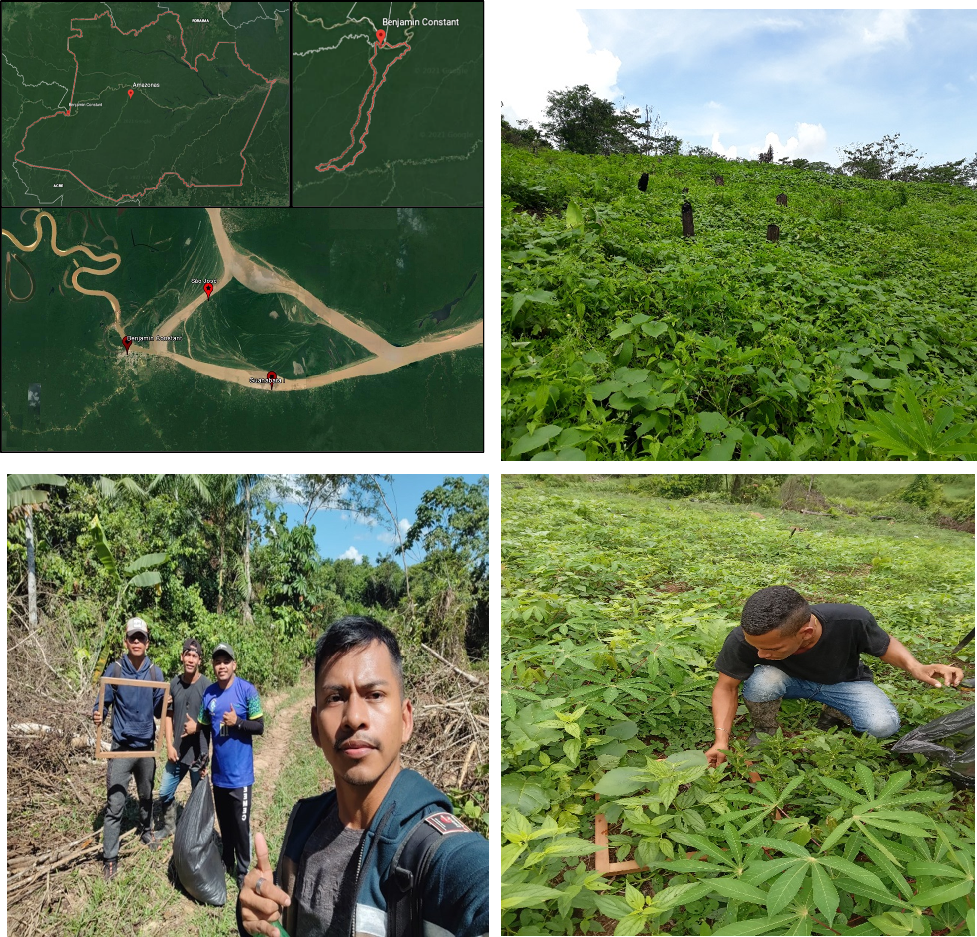 Projeto de Iniciação Científica: Manejo de plantas daninhas em mandioca, em solo de terra firme no Alto Solimões, Amazonas” 