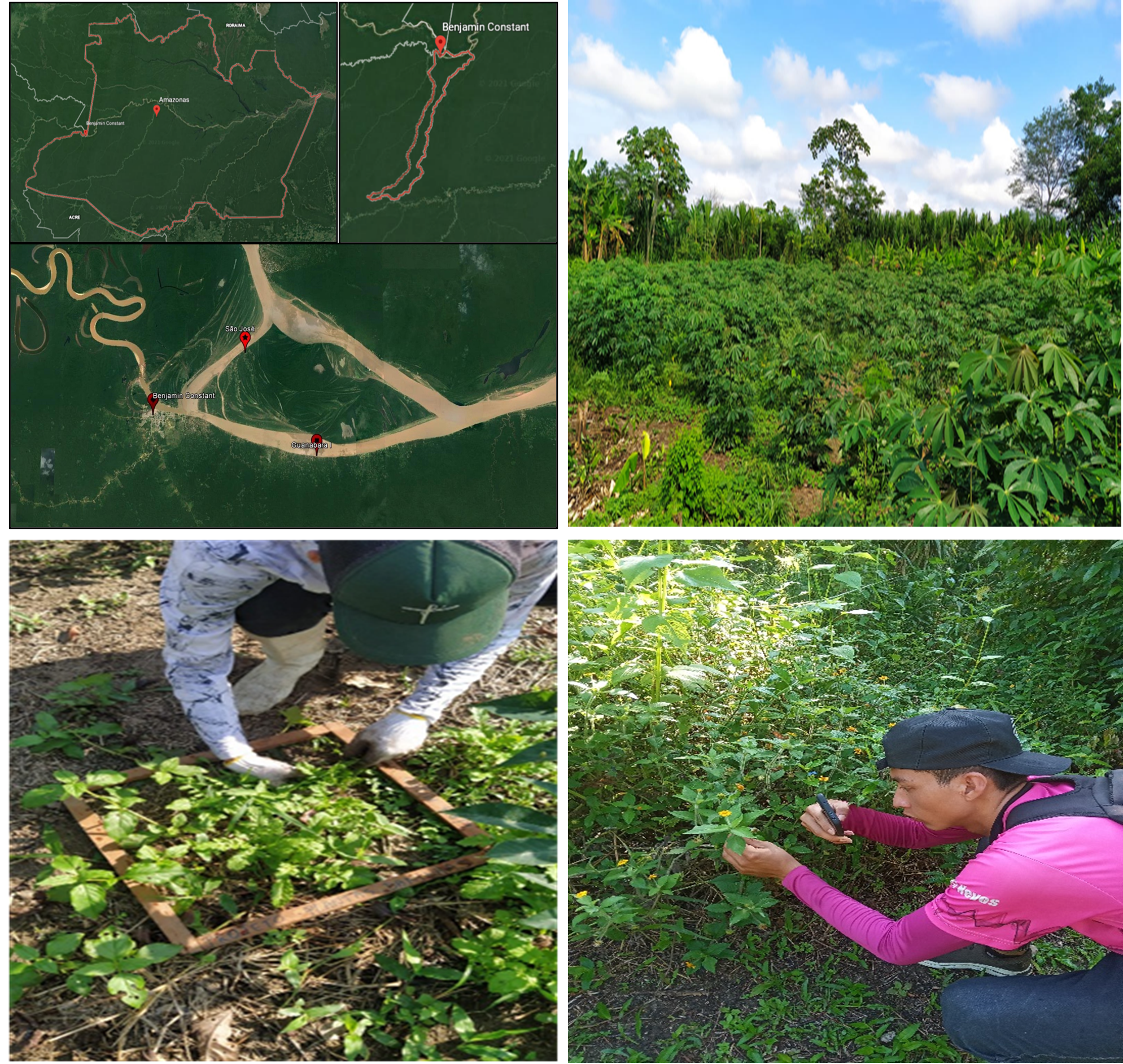 Projeto de Iniciação Científica: Manejo de plantas daninhas em mandioca, em solo de várzea no Alto Solimões, Amazonas 